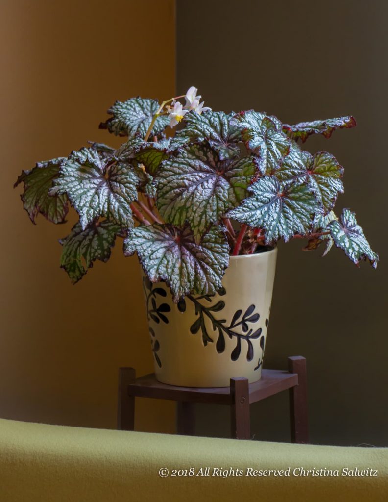Indoor Fine Foliage Begonia Bliss
